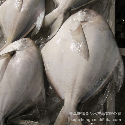 暢銷供應鯧魚 冷凍水產品批發專業指南